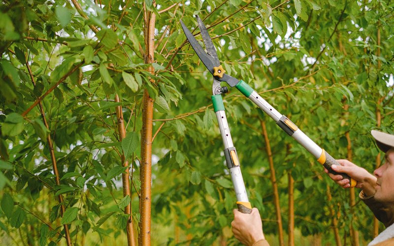 Tree trimming in Woodburn, IA
