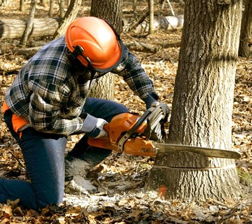 Tree Removal in Woodburn, IA